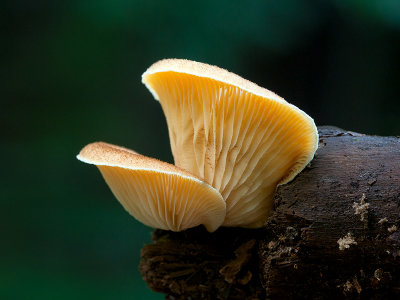 Orange Mock Oyster Mushroom