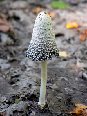 Shaggy Mane Mushroom