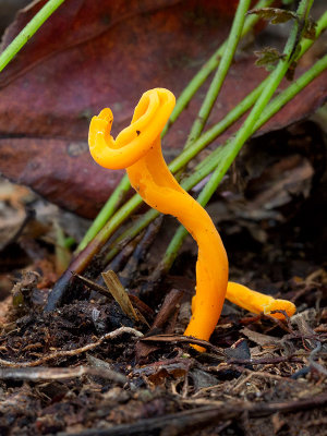 Spindle-shaped Orange Coral Fungus