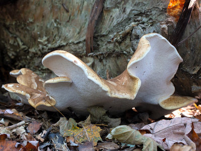 Birch Polypore Mushroom