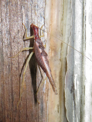 Two-spotted Tree Cricket