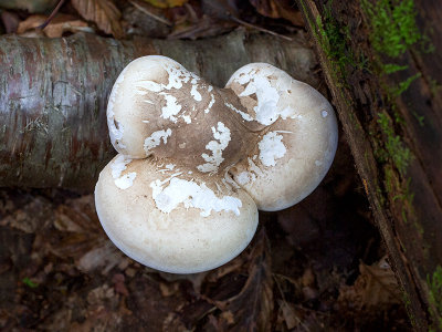 Birch Polypore Mushroom