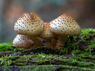 Scaly Pholiota Mushroom