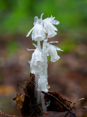 Indian Pipe