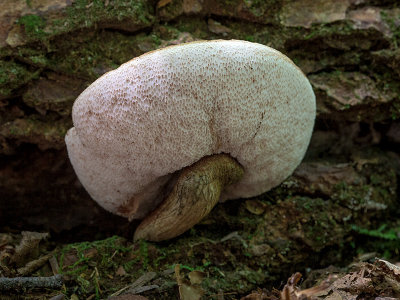 Bitter Bolete Mushroom