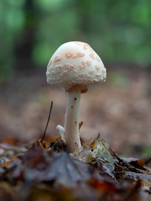 The Blusher Mushroom