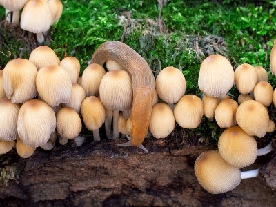 Inky Cap Mushroom