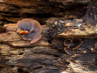 Spreading Brown Cup Fungus