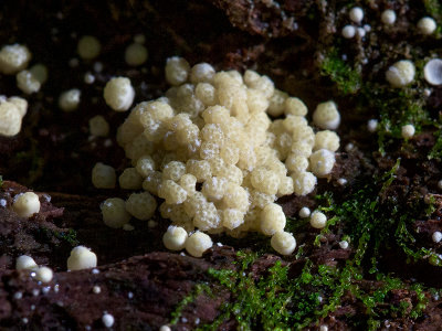 Yellow Cushion Hypocrea Fungus