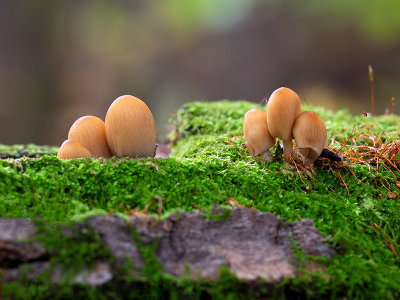 Inky Cap Mushroom