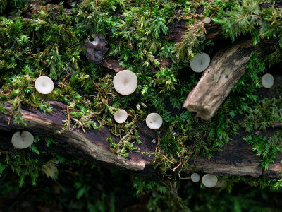 Common Grey Disco Fungus