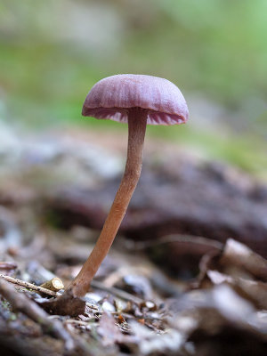 Amethyst Deceiver Mushroom