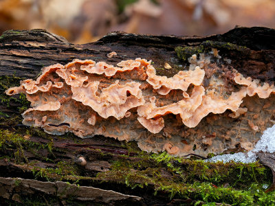 Trembling Merulius Fungus