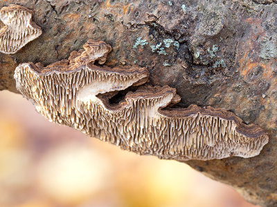 Common Mazegill Fungus