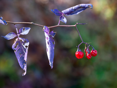 Bittersweet Nightshade