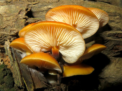 Deadly Galerina Mushroom