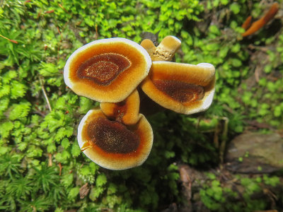 Shiny Cinnamon Polypore Mushroom