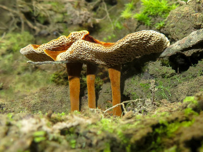 Shiny Cinnamon Polypore Mushrooms