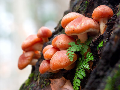 Brick Cap Mushrooms