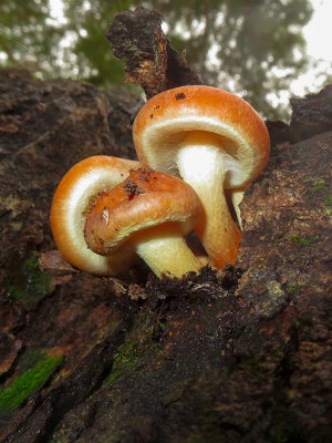 Brick Cap Mushrooms