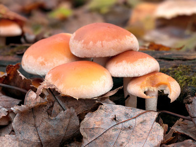 Brick Cap Mushrooms