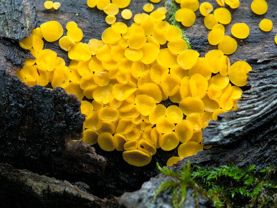 Yellow Fairy Cups Fungus