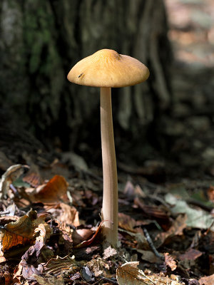 Beech Rooter Mushroom