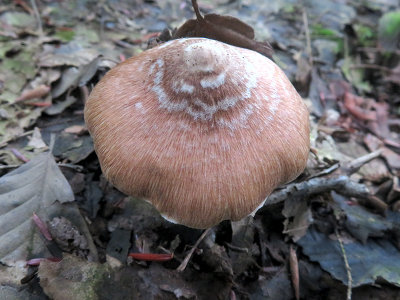 Frosty Fibrecap Mushroom
