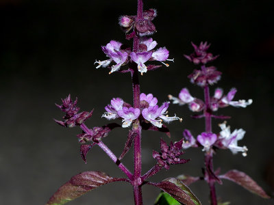 Thai Basil