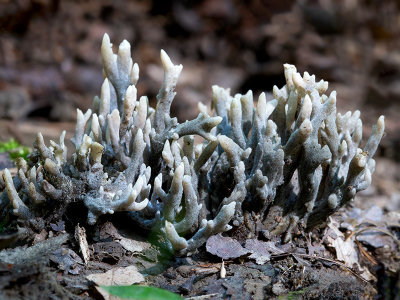 Wrinkled Club Fungus parasitized by Helminthosphaeria clavariarum