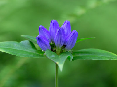 Bottle Gentian