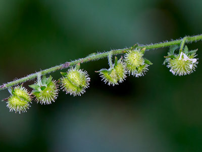 Virginia Stickseed Fruit