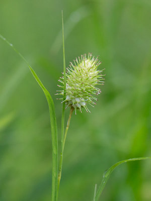 Squarrose Sedge