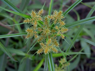 Straw-colored Flatsedge