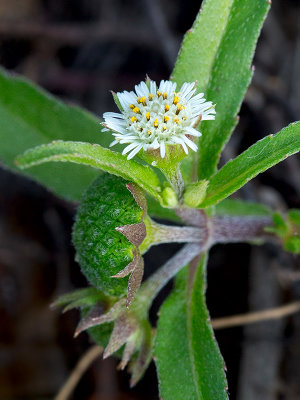 Yerba de Tajo