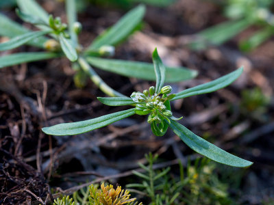 Carpetweed