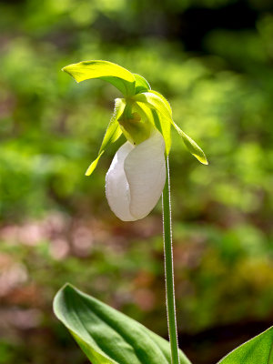 Albino Pink Lady's Slipper Orchid