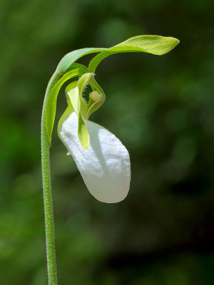 Albino Pink Lady's Slipper Orchid