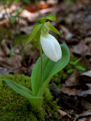 Albino Pink Lady's Slipper Orchid