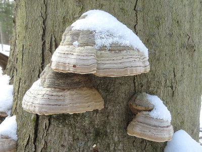 Tinder Polypore Fungus