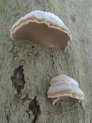 Tinder Polypore Fungus
