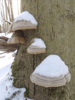 Tinder Polypore Fungus