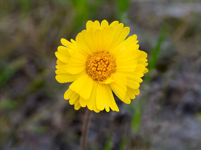 Lakeside Daisy