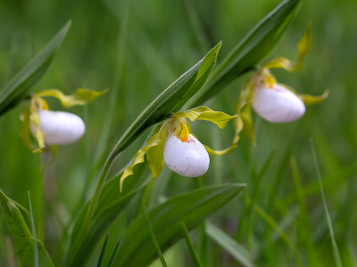 Small White Ladys Slipper Orchid