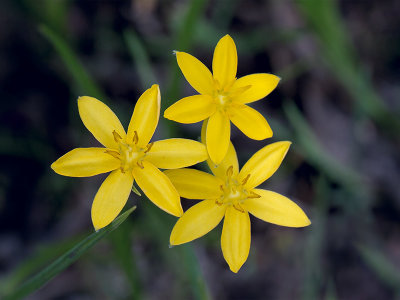 Yellow Stargrass