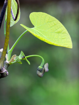 Dutchmans Pipe