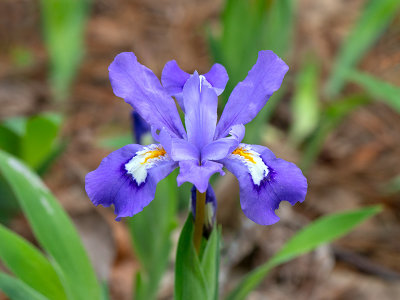 Dwarf Crested Iris