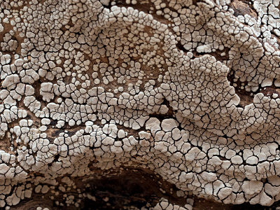 Ceramic Parchment Fungus