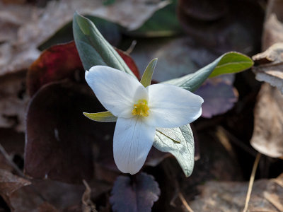 Snow Trillium