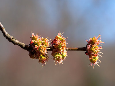 Silver Maple Tree Flowers